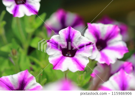 Petunia (Super Tunia Vista) Petunia (Super Tunia Vista) 115986906