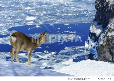 Ezo deer looking down on the sea of drift ice Ezo deer looking down on the sea of drift ice 115986963