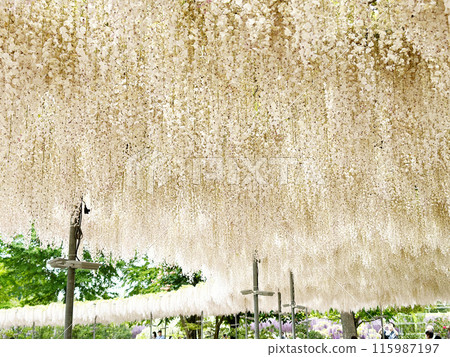 紫藤花_淺桃花 紫藤花_淺桃花 115987197