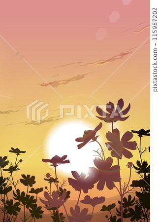 Illustration of a cosmos field at sunset Illustration of a cosmos field at sunset 115987202
