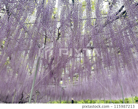 Wisteria flowers Wisteria flowers 115987213