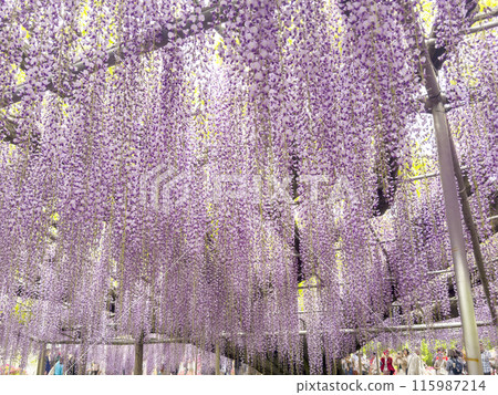 Wisteria flowers Wisteria flowers 115987214