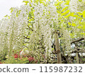 Shirafuji 115987232