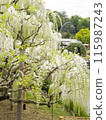 Shirafuji 115987243