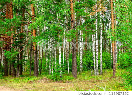 A green mixed forest on a sunny day. 115987362