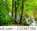 Trees trunks in the forest and lake. 115987366