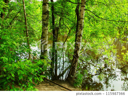 Trees trunks in the forest and lake. Trees trunks in the forest and lake. 115987366
