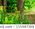 Green grass, yellow flowers in mixed forest 115987368