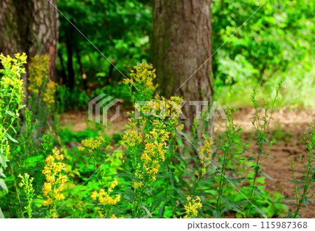 Green grass, yellow flowers in mixed forest 115987368