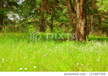 A green mixed forest or park 115987369