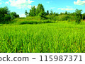 Summer field and trees in the deciduous forest 115987371