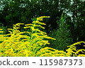 Goldenrod flower in the green grass 115987373