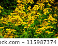 Goldenrod flower in the green grass 115987374