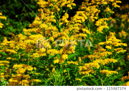 Goldenrod flower in the green grass 115987374