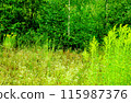 Summer field and trees in the deciduous forest 115987376