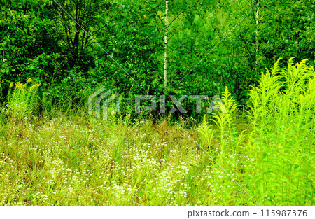 Summer field and trees in the deciduous forest 115987376