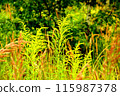 Goldenrod flower in the green grass 115987378