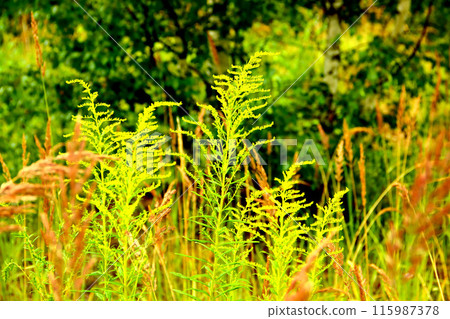 Goldenrod flower in the green grass Goldenrod flower in the green grass 115987378