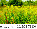 Goldenrod flower in the green grass in the field. 115987380