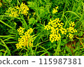 Tansy flower in the green grass. 115987381