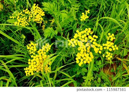 Tansy flower in the green grass. Tansy flower in the green grass. 115987381
