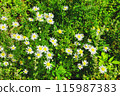 Chamomile flowers in the green grass in the field. 115987383