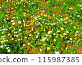 Chamomile flowers in the green grass 115987385
