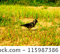 A jackdaw bird on the sand and grass. 115987386