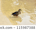 A duck floating in the lake. 115987388