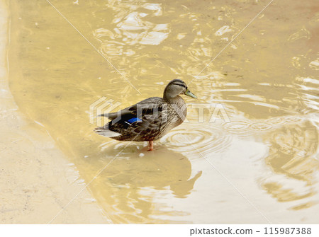 A duck floating in the lake. 115987388