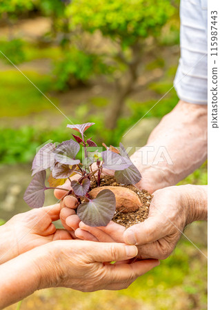 Annou potatoes, offering sprouted seed potatoes, farming, matching, successor 115987443