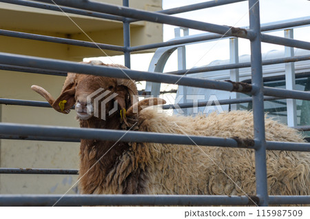 ram with curled horns in the back of a truck3 ram with curled horns in the back of a truck3 115987509