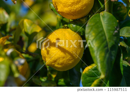 Lemon flowers on the tree with blurred flowers background 115987511