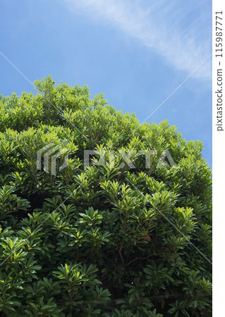 Plants at the Medicinal Plant Garden in Tokyo, Japan, June Plants at the Medicinal Plant Garden in Tokyo, Japan, June 115987771
