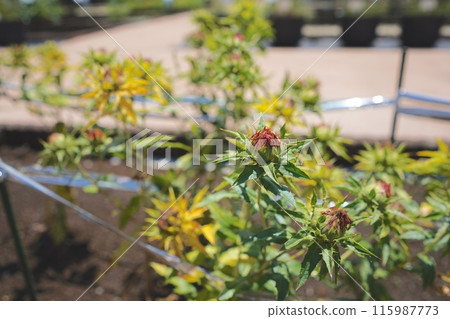 六月,日本東京藥用植物園的植物 六月,日本東京藥用植物園的植物 115987773
