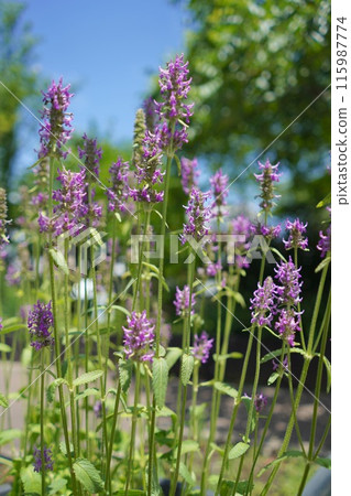 六月,日本東京藥用植物園的植物 六月,日本東京藥用植物園的植物 115987774