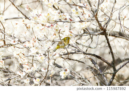 White-eye that sucks the nectar of plum blossoms White-eye that sucks the nectar of plum blossoms 115987892