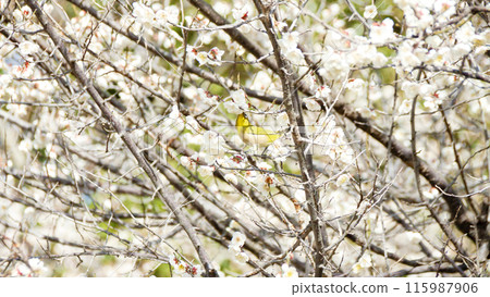 A Japanese white-eye perched on a plum tree (horizontal size) 115987906