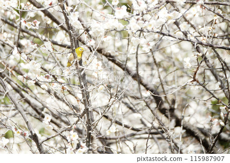 Meiro stopping in a plum tree 115987907