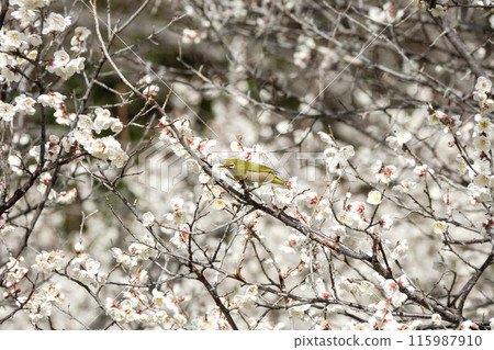 Meiro stopping in a plum tree 115987910