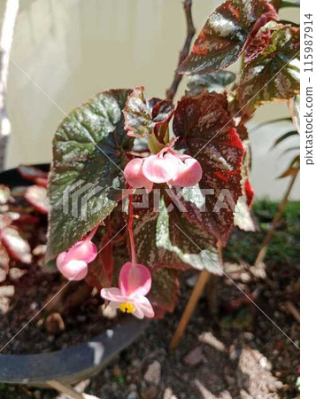Patterned red leaves Patterned red leaves 115987914