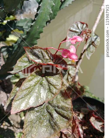 pink flowers red leaves 115987915