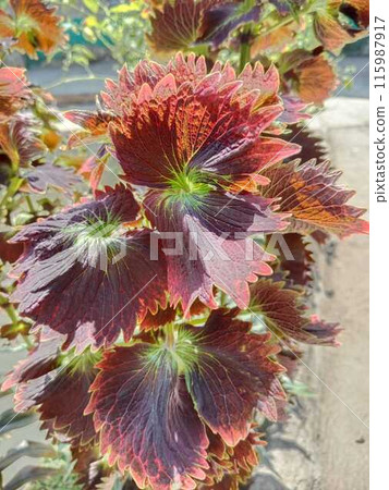 Red leaves 115987917