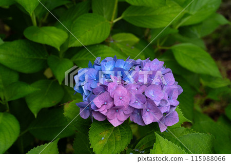 Photographing hydrangeas with a macro lens, hydrangea flowers in the process of changing color 115988066