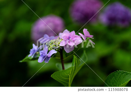 Hydrangea photography with a macro lens, Jogasaki 115988078