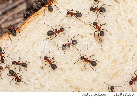The macro picture shows a slice of bread with many ants on it, the ants are very diligent and start tearing the bread to feed themselves. Bread crisis. The macro picture shows a slice of bread with many ants on it, the ants are very diligent and start tearing the bread to feed themselves. Bread crisis. 115988190