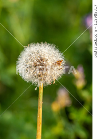 Closed Bud of a dandelion. Dandelion white flowers in green grass. High quality photo Closed Bud of a dandelion. Dandelion white flowers in green grass. High quality photo 115988317
