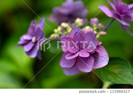 Hydrangea photography with a macro lens, Kifune 115988327