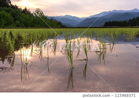 240523上諾代拉茲089 115988371