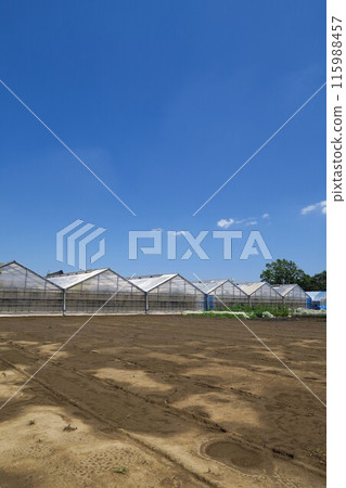 初夏雨後的田野和溫室景觀 115988457